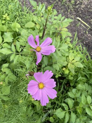   at De Ommuurde Tuin in Renkum