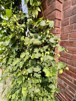Hops growing in the outdoor seating area!  at Brewbakers Cafe in Keene