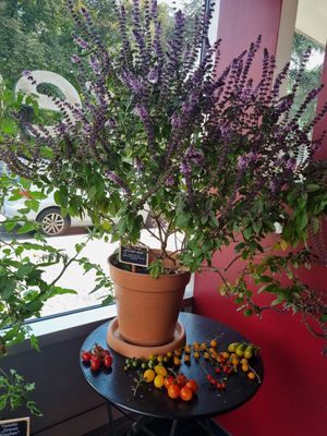 Deko at Red in Heidelberg