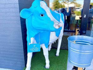 Mendocino cow  at Mendocino Farms in Addison