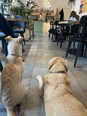 Dogs (are not food 😀)  at Chutnej in Prague