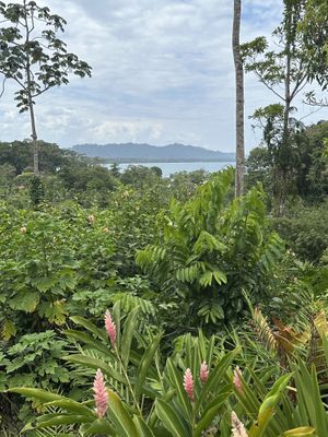   at AmaSer in Puerto Viejo De Talamanca