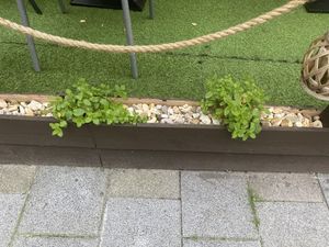 They grown their own mint! at 1000 en 1 Nacht in Bergen Op Zoom
