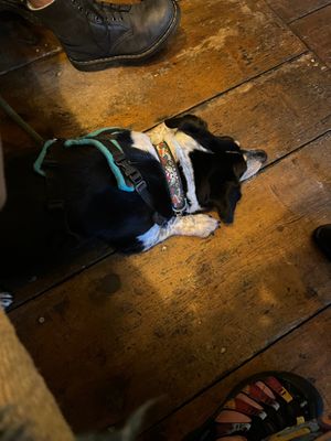 A dog friend…. at Artist Residence in Penzance