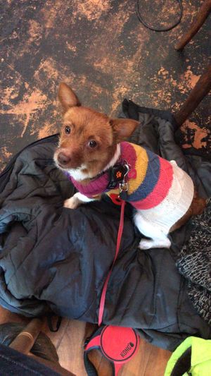 Dobby enjoyed her visit too at The Music Cafe in Stratford-upon-avon