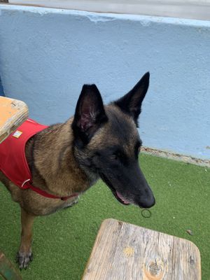 Kitty 🦮 at The Bathing Hut in St Leonards