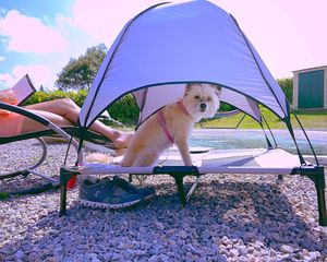 Hamaca para perros at O Viso Ecovillage in Ourol