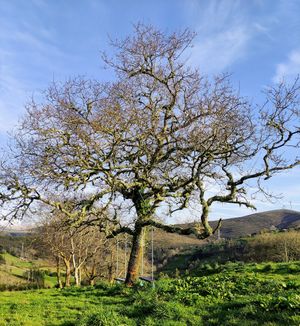  at O Viso Ecovillage in Ourol