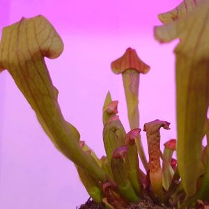 Aquí solo nuestras plantas son carnívoras  at Dinamita Perfumada in Madrid