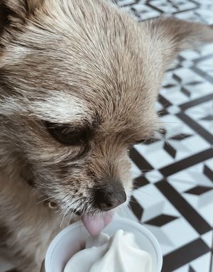 Vegan “pup cup” for dogs! 🐾  at Vaca's Creamery in Chicago