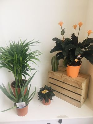 Plants! at Moka  in Ardrossan