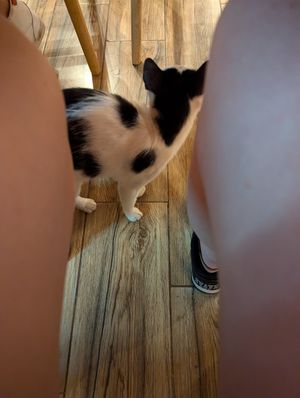  at Eni Traditional Food in Berat