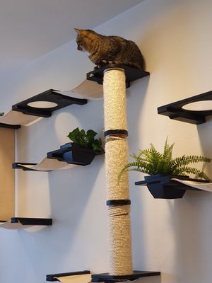 Leuk om de katten te zien spelen at MAU Kattencafé in Genk