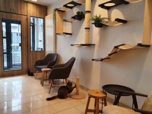 Gezellige zitjes at MAU Kattencafé in Genk