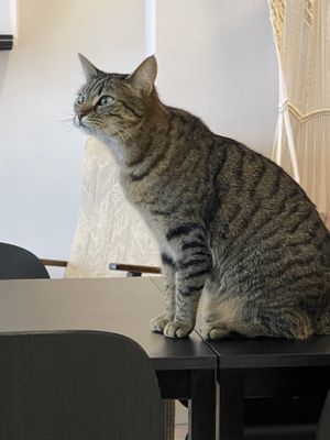 Cat   at MAU Kattencafé in Genk