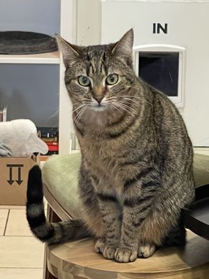 Cat  at MAU Kattencafé in Genk