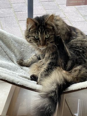 More cats  at MAU Kattencafé in Genk