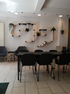Inside at MAU Kattencafé in Genk