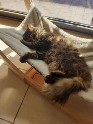  at MAU Kattencafé in Genk