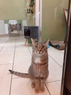  at MAU Kattencafé in Genk