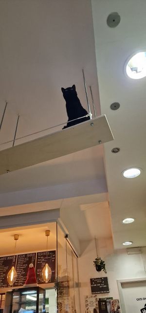  at MAU Kattencafé in Genk