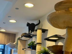  at MAU Kattencafé in Genk