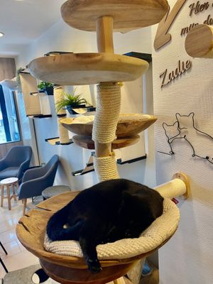  at MAU Kattencafé in Genk