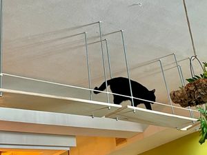  at MAU Kattencafé in Genk