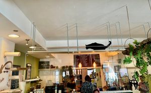  at MAU Kattencafé in Genk