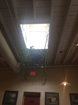 Pretty hanging plants at Laughing Seed Cafe in Asheville