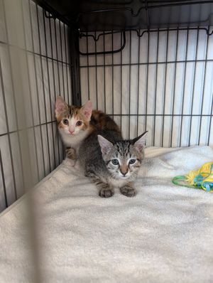 Kitten adoption event at Chef Tanya's Kitchen in Palm Desert