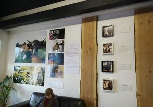 Cow Protection at Govinda's Cardiff in Cardiff