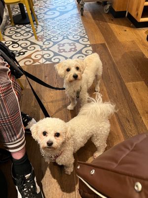 Dog friendly  at Land & Monkeys - Amsterdam in Paris