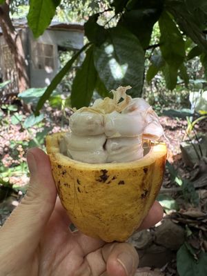 The fruit!!!  at El Pital in Ometepe