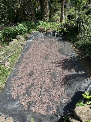 Drying the beans!  at El Pital in Ometepe