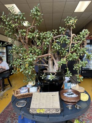   at Two Brothers Deli and The Yoga Room in Idaho Springs