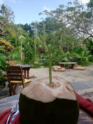 Coconut water and their lovely garden and pool at Yay Sustainable Restaurant in Magdalena