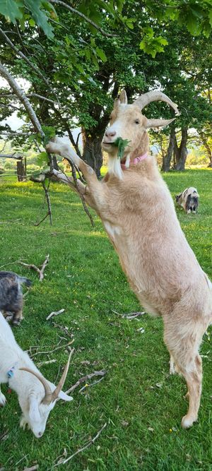"" at Pen Bryn Twrw at Idlewild Animal Sanctuary in Conwy