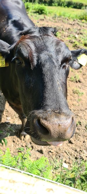 "" at Pen Bryn Twrw at Idlewild Animal Sanctuary in Conwy