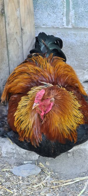 "" at Pen Bryn Twrw at Idlewild Animal Sanctuary in Conwy