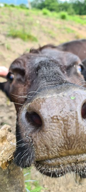 "" at Pen Bryn Twrw at Idlewild Animal Sanctuary in Conwy
