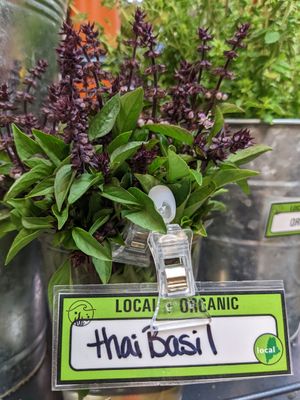 Thai basil in the produce section at Rising Tide Community Market in Damariscotta