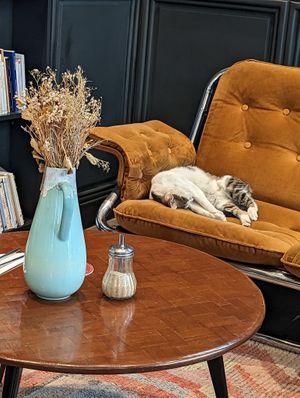 Kitty relaxing on a lazy afternoon at NIYA in Casablanca