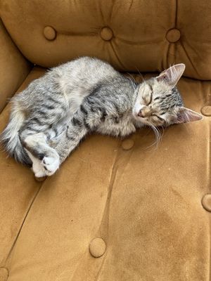 Cute kitten  at NIYA in Casablanca