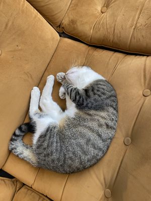 Resident  at NIYA in Casablanca