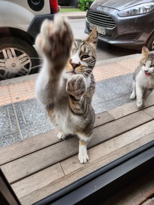 Meow at NIYA in Casablanca