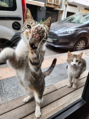 Seriously, meow! at NIYA in Casablanca