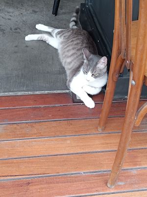 Lovely cat at NIYA in Casablanca