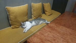 Cutesie cat  at NIYA in Casablanca