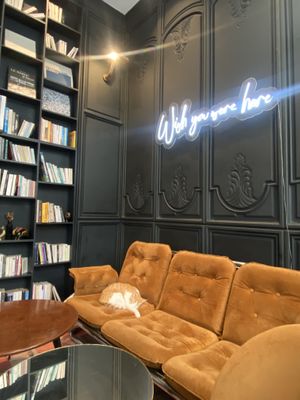 Cat  at NIYA in Casablanca